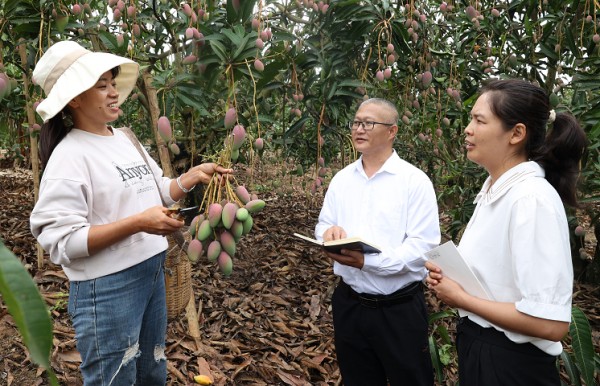 《监督护航芒果香 特色产业硕果盈》